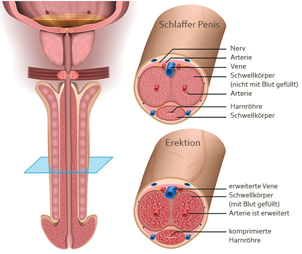 penis-querschnitt-eigenfett